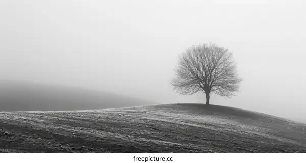 Solitary Tree in a Foggy Grass Field