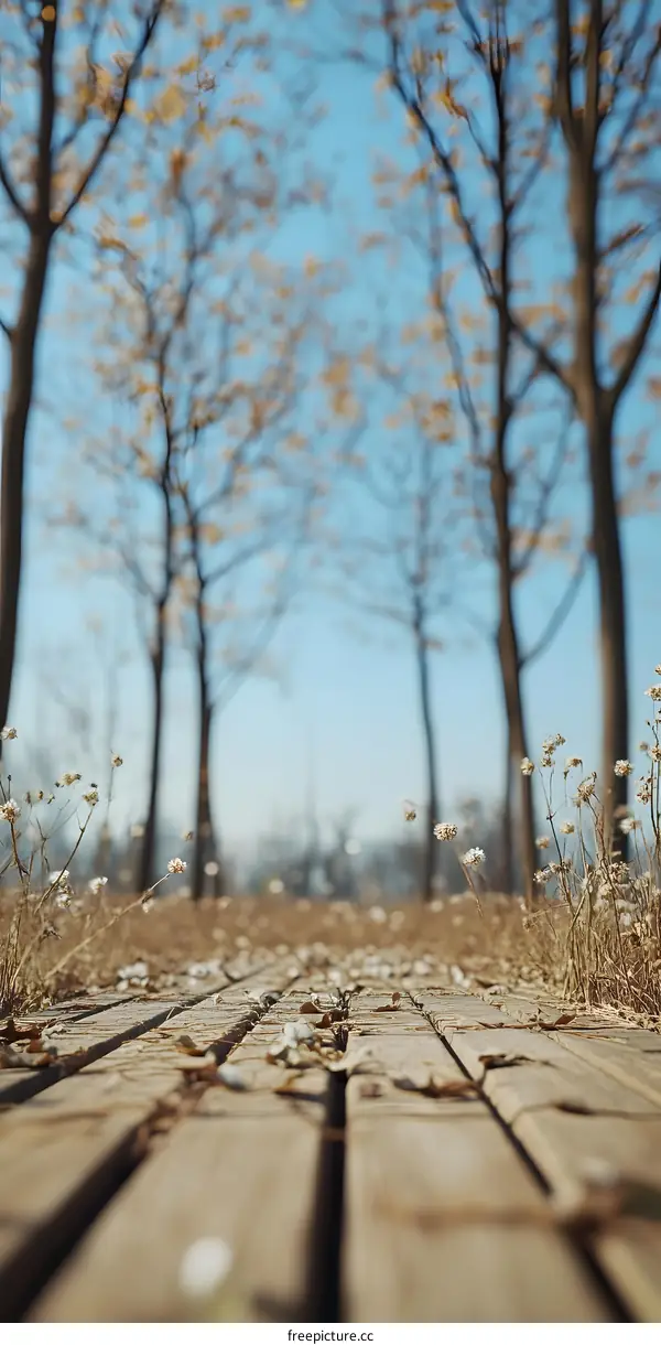 Wooden Path Through Trees in Autumn