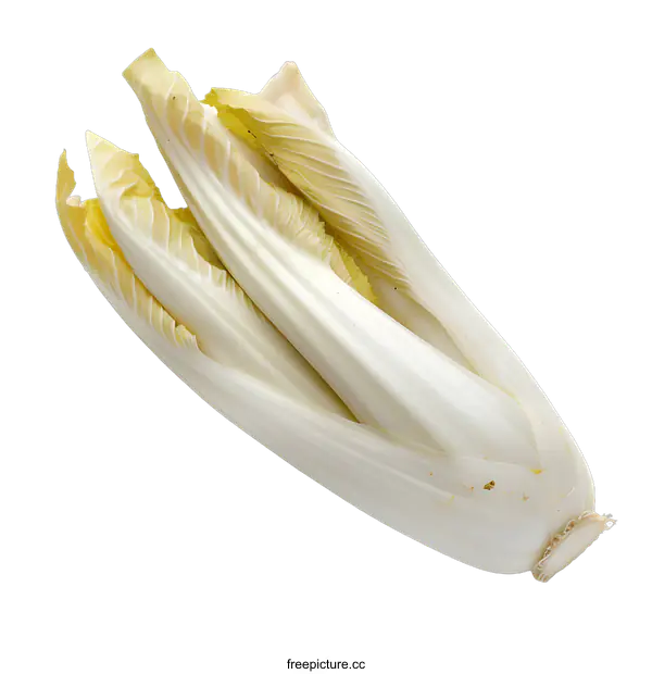 [Transparent Background PNG]Fresh White Chicory Vegetable Isolated on White Background