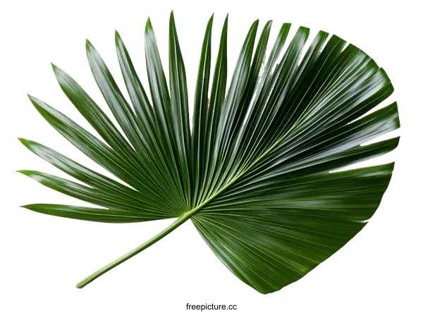 [Transparent Background PNG]Tropical Palm Leaf Detail Close Up
