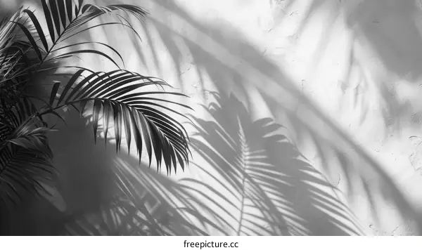 Dramatic Palm Leaf Photography in Black and White