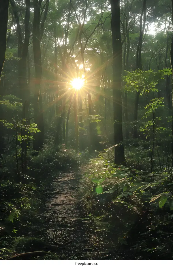 Sun Shining Through Forest Trees