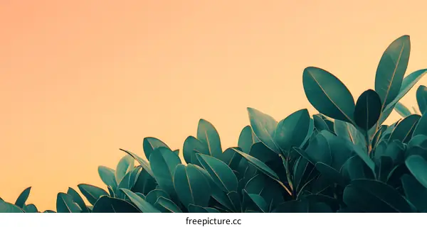 Green Leaves Against a Peach Sky