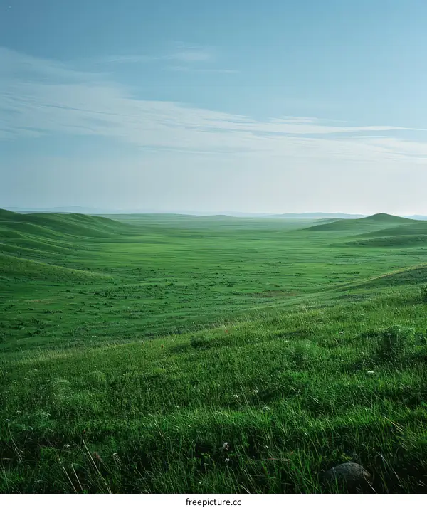Endless Green Grasslands Under the Blue Sky