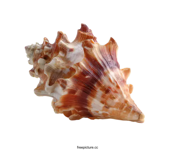 [Transparent Background PNG]Beautiful Seashell Close-up on White Background