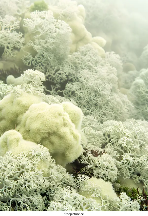 Close Up of Green and White Lichen