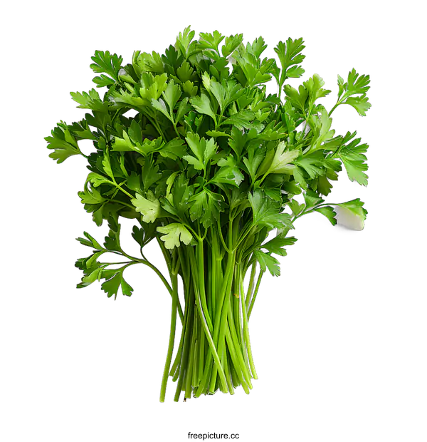 [Transparent Background PNG]Fresh Parsley on White Background