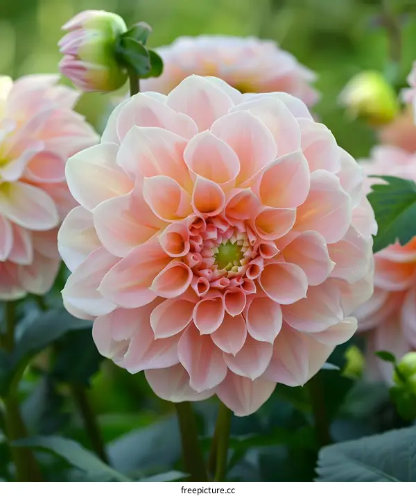 Close Up Pink Dahlia Flower In Garden