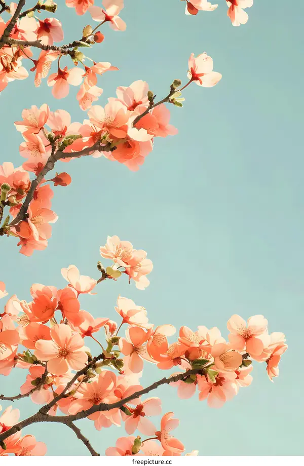 Pink Cherry Blossoms Against Blue Sky