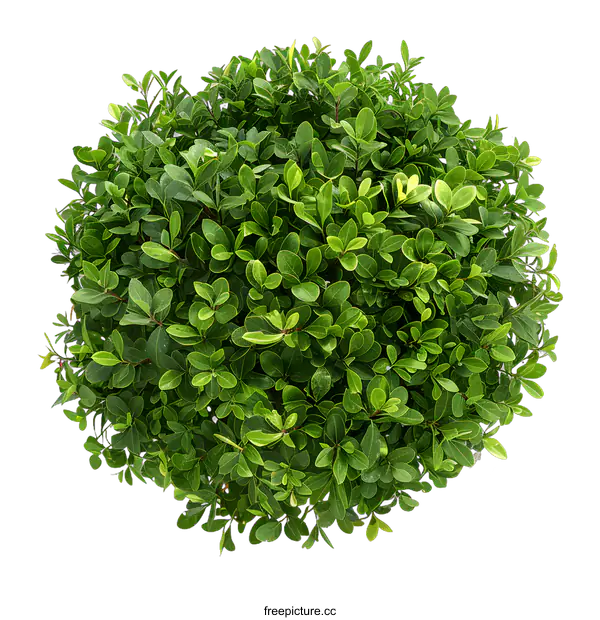 [Transparent Background PNG]Green Bush Top View Isolated on White Background