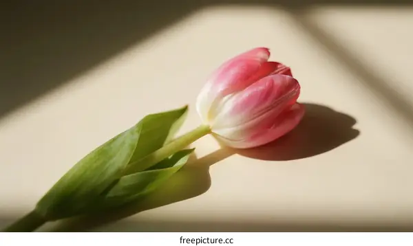 A Delicate Pink Tulip with Green Leaves in Soft Light