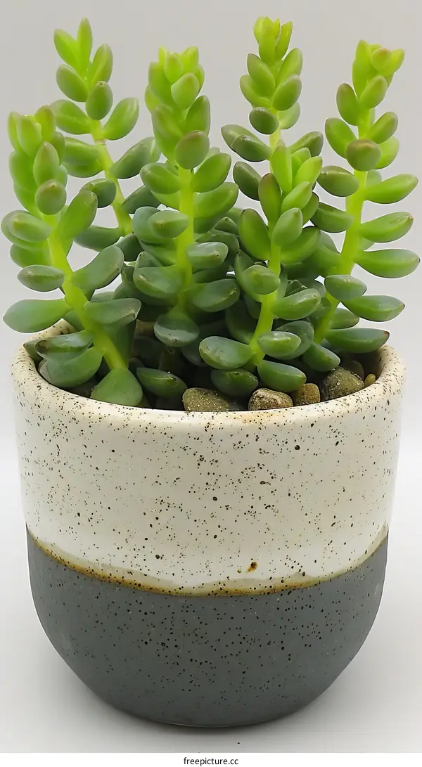 Small green succulent plant in white and gray ceramic pot