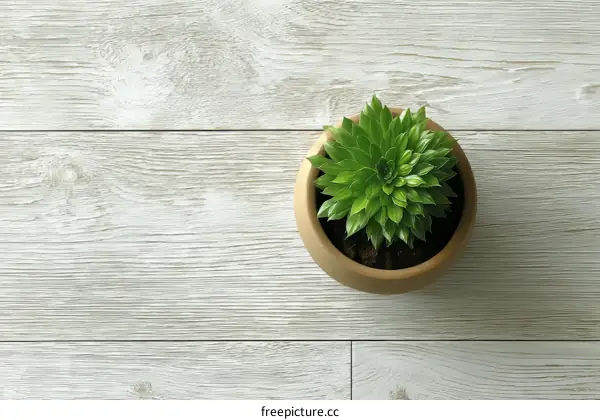 Potted Succulent Plant on Light Wooden Background