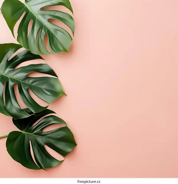 Green Monstera Leaves on Pink Background