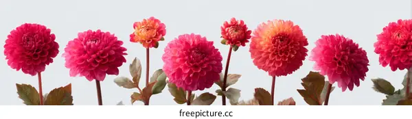 Beautiful Dahlias in Various Shades of Pink