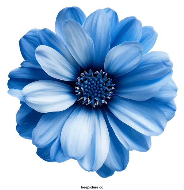 [Transparent Background PNG]Beautiful Vibrant Blue Flower Macro