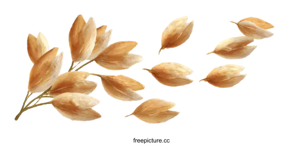 [Transparent Background PNG]Dried Flower Seeds Isolated on White Background