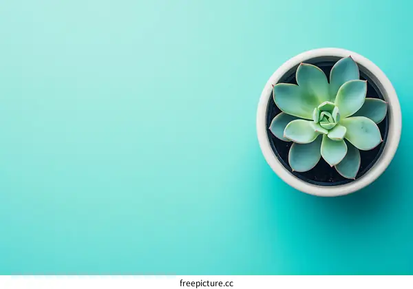 Green Succulent Plant in White Pot on Blue Background