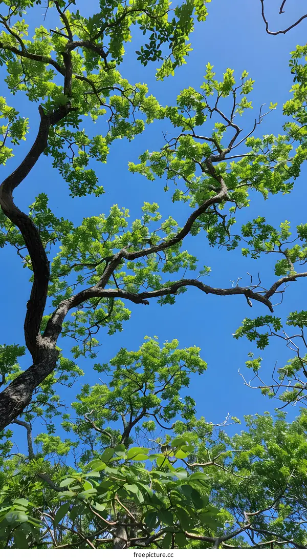 Looking up at the sky through the leaves
