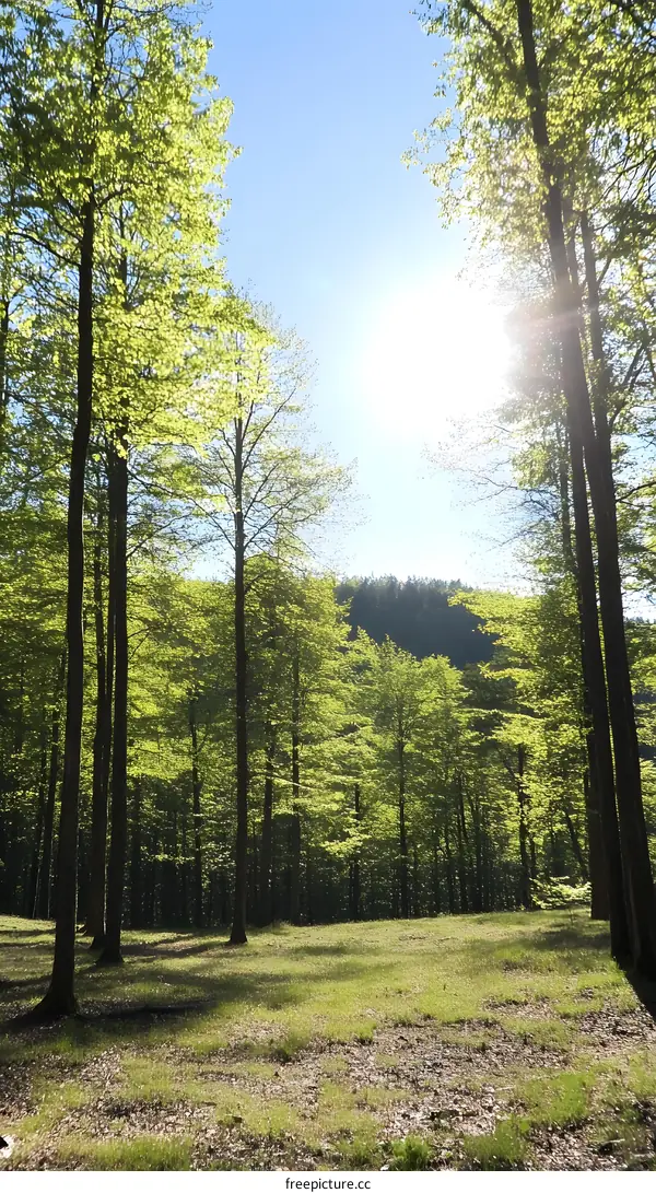 Sun Shining Through Green Trees In A Forest