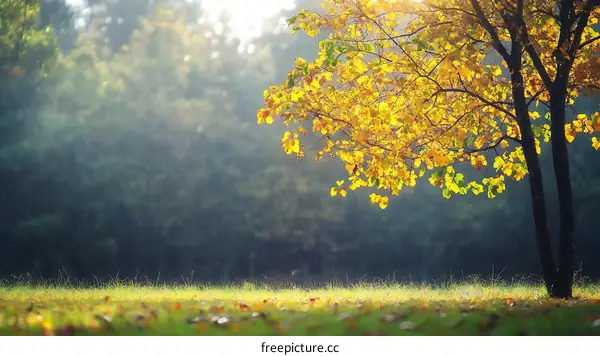 Autumnal Sunlight on a Solitary Tree