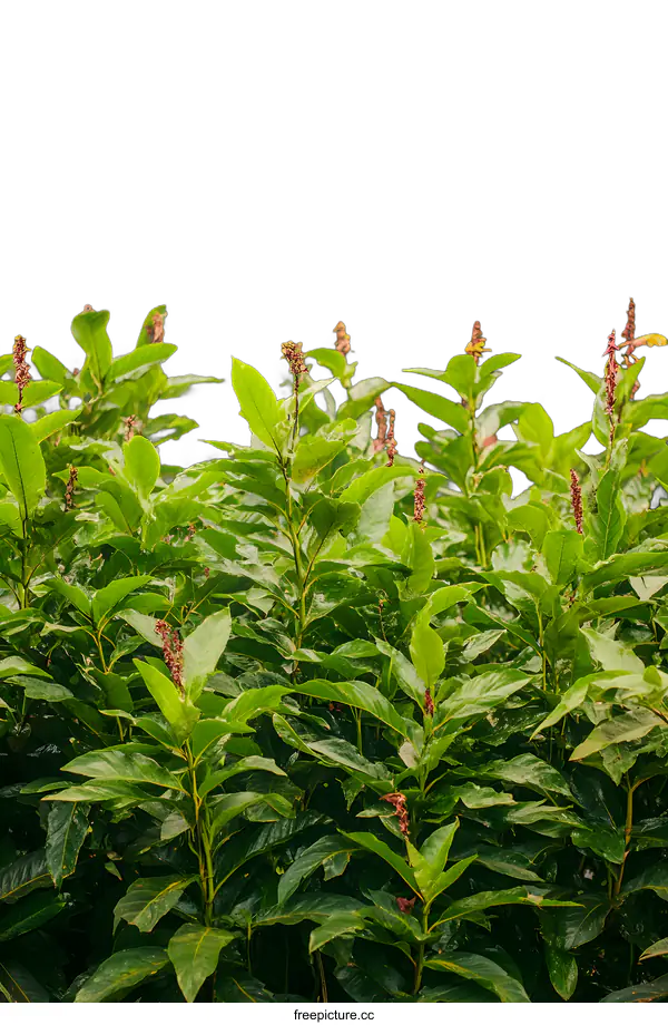 [Transparent Background PNG]Green Leaf Bush with Pink Flowers