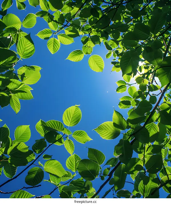 Green leaves against blue sky