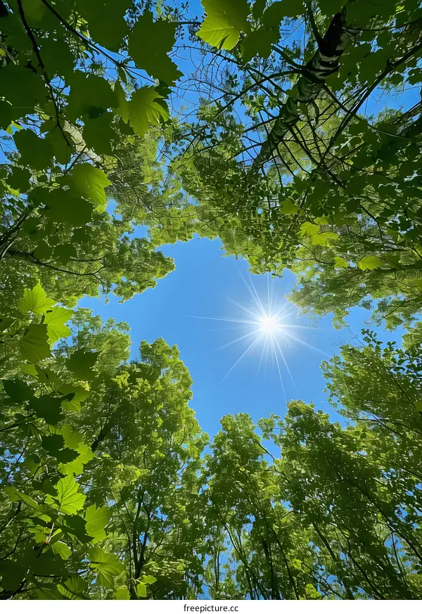 Looking up at the sun through the leaves of a tree