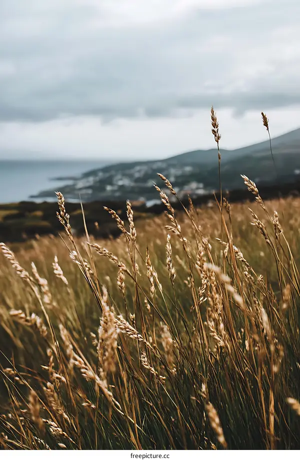 Grass Field Near Coastline With Blurry Town in Background