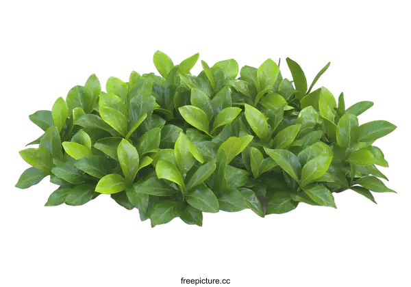 [Transparent Background PNG]Green Bush Isolated On White Background