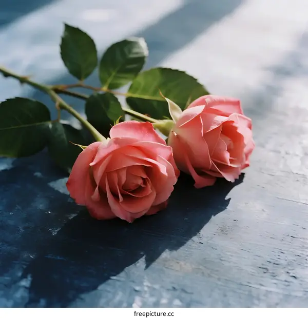 Two Fresh Pink Roses with Green Leaves on Blue Surface
