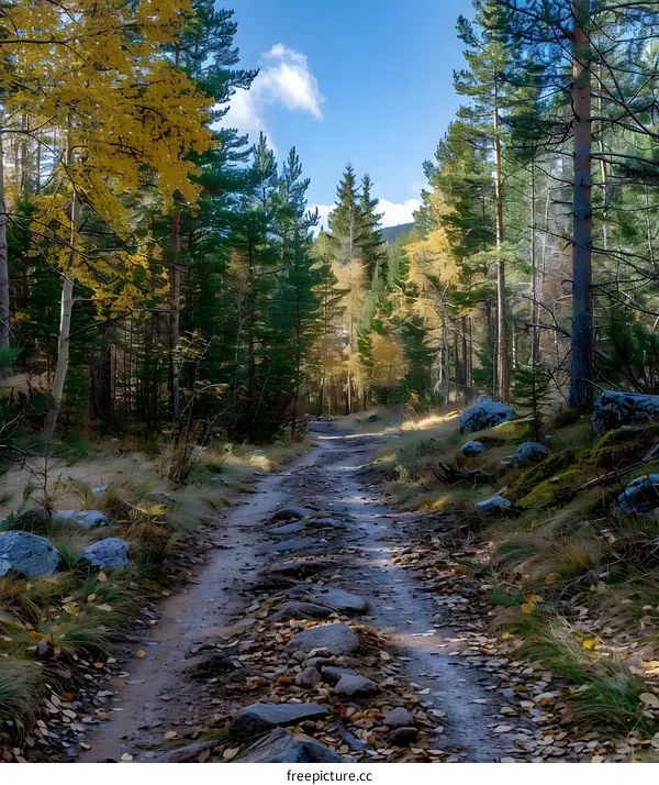 Forest path in autumn
