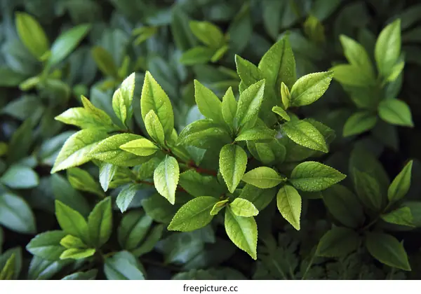 Closeup View of Fresh Green Leaves