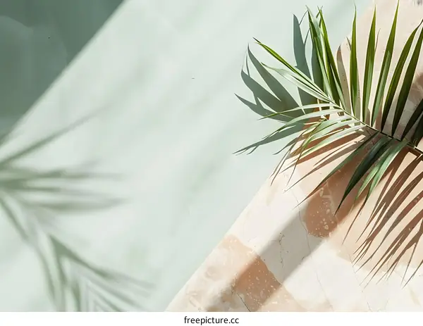 Palm Leaf and Sunlight on Marble Surface