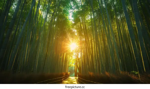 Sunlit bamboo forest path with green trees and a bright sky