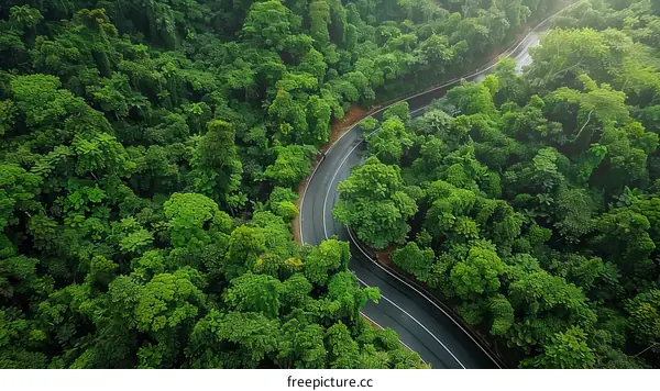 Meandering Road Serpentine through Verdant Rainforest