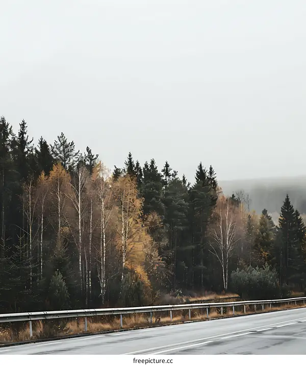 Autumn Trees Along a Foggy Road