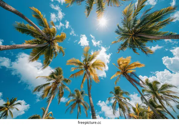 Coconut Trees in Tropical Paradise