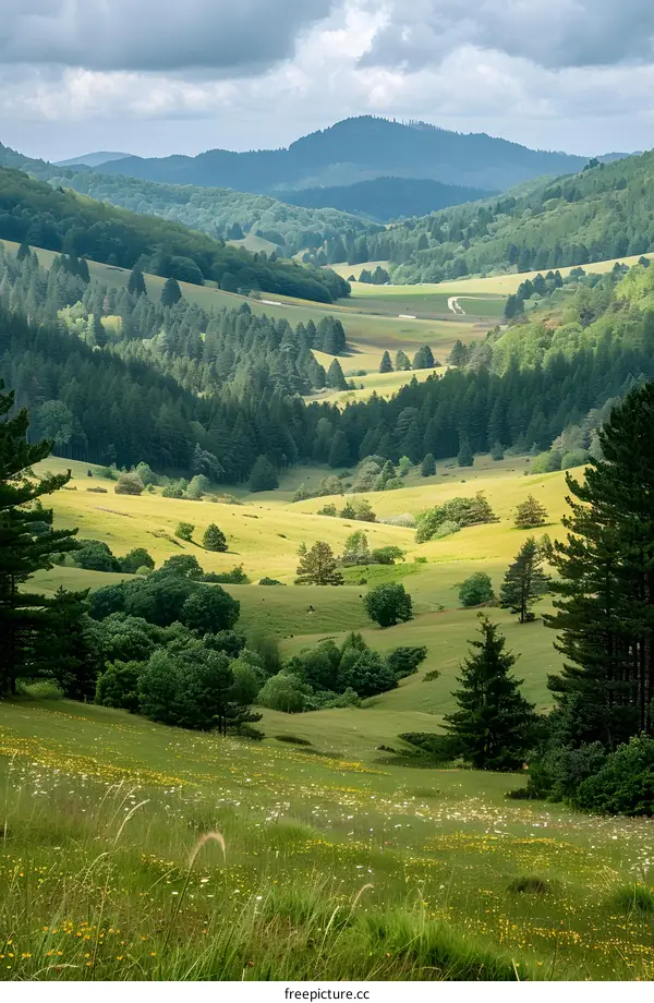 mountain valley landscape with green hills and forests
