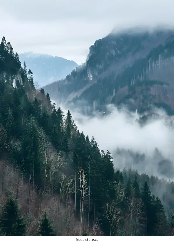 Foggy Mountain Landscape with Dense Forest