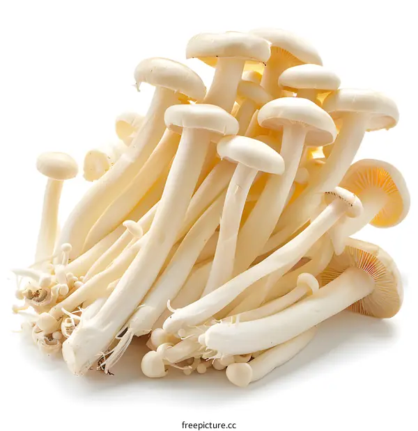 Fresh White Mushrooms on White Background