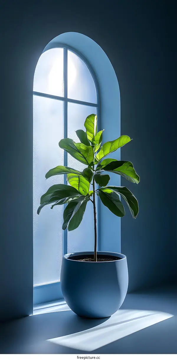 Plant in a Pot by a Window with Frosted Glass