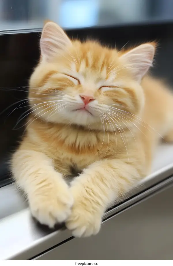Cute Kitten Sleeping With Closed Eyes On A Window Sill