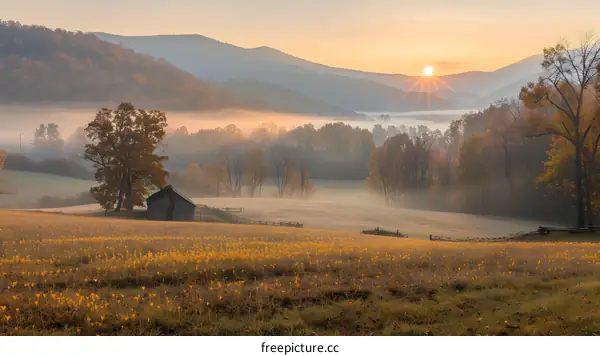 Rural field with yellow wildflowers and a barn in the distance