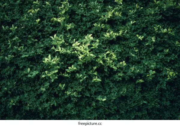 Dense Green Foliage Wall Texture