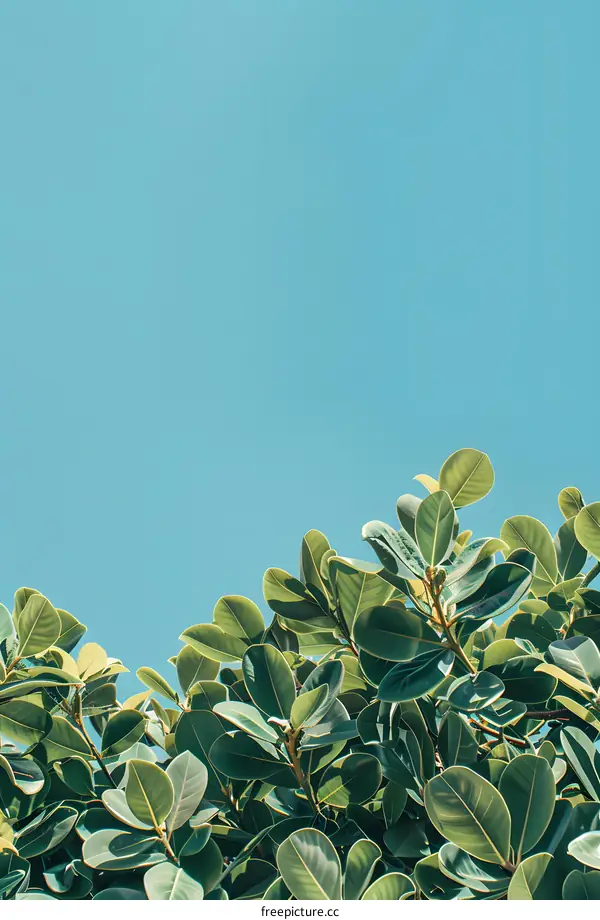 Green Leaves Against A Blue Sky