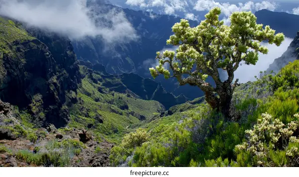 Majestic Mountain Valley Landscape with Lush Vegetation