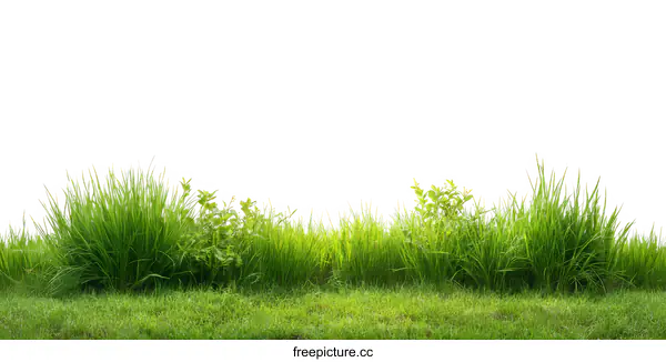 [Transparent Background PNG]Fresh Green Grass Border on White Background