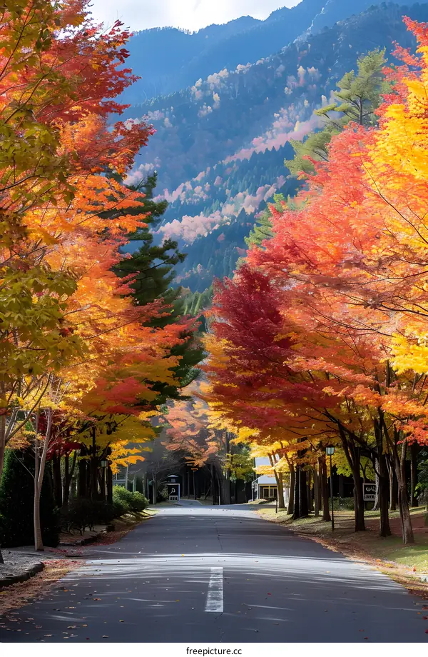 Colorful trees line a scenic road in a rural area