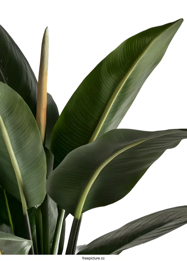 [Transparent Background PNG]Green Leaves of a Bird of Paradise Plant